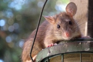Rat extermination, Pest Control in Brockley, Crofton Park, Honor Oak Park, SE4. Call Now 020 8166 9746