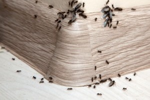 Ant Control, Pest Control in Brockley, Crofton Park, Honor Oak Park, SE4. Call Now 020 8166 9746
