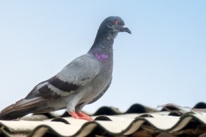 Pigeon Pest, Pest Control in Brockley, Crofton Park, Honor Oak Park, SE4. Call Now 020 8166 9746