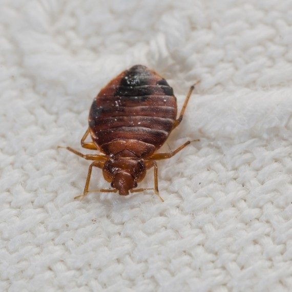 Bed Bugs, Pest Control in Brockley, Crofton Park, Honor Oak Park, SE4. Call Now! 020 8166 9746
