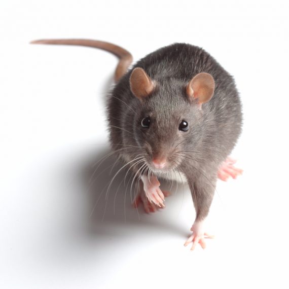 Rats, Pest Control in Brockley, Crofton Park, Honor Oak Park, SE4. Call Now! 020 8166 9746