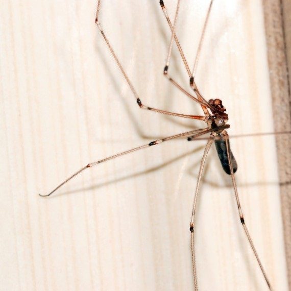 Spiders, Pest Control in Brockley, Crofton Park, Honor Oak Park, SE4. Call Now! 020 8166 9746