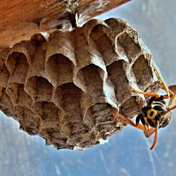 Wasps Nest, Pest Control in Brockley, Crofton Park, Honor Oak Park, SE4. Call Now! 020 8166 9746
